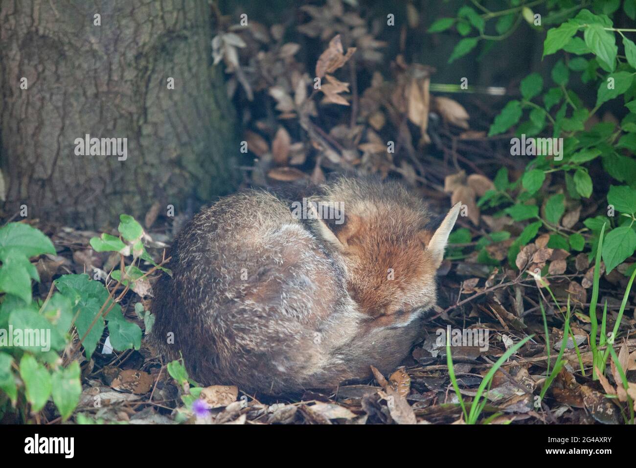 Météo au Royaume-Uni, 20 juin 2021 : le solstice d'été ciel gris et la bruine rendent l'adoration du soleil difficile. Pour les renards nocturnes, la journée est pour dormir de toute façon. Ce renard de chien, résidant dans un jardin à Clapham, dans le sud de Londres, est snoozes et nains sur un lit de feuilles sous un chêne de Stockholm. Anna Watson/Alay Live News Banque D'Images