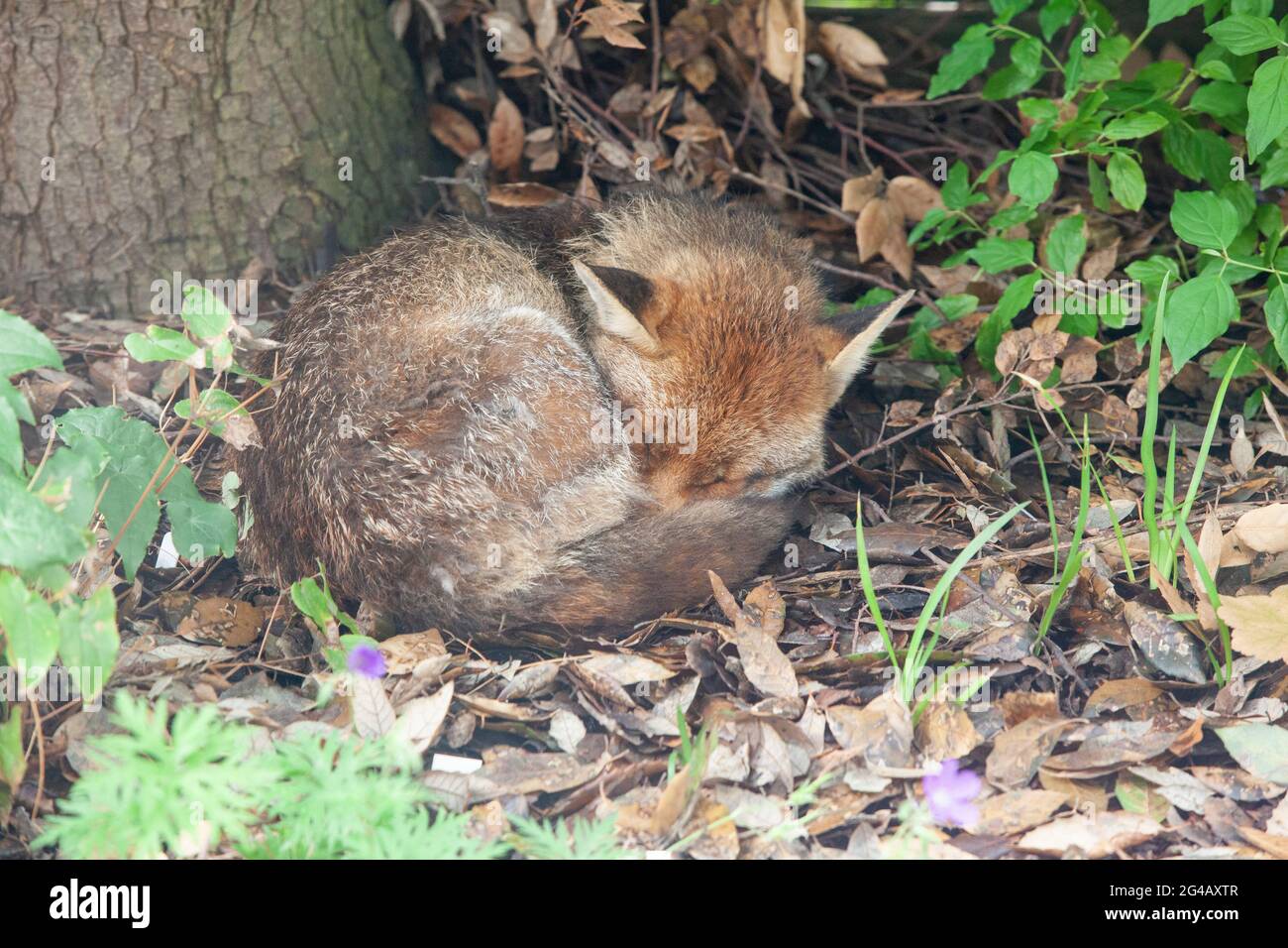 Météo au Royaume-Uni, 20 juin 2021 : le solstice d'été ciel gris et la bruine rendent l'adoration du soleil difficile. Pour les renards nocturnes, la journée est pour dormir de toute façon. Ce renard de chien, résidant dans un jardin à Clapham, dans le sud de Londres, est snoozes et nains sur un lit de feuilles sous un chêne de Stockholm. Anna Watson/Alay Live News Banque D'Images