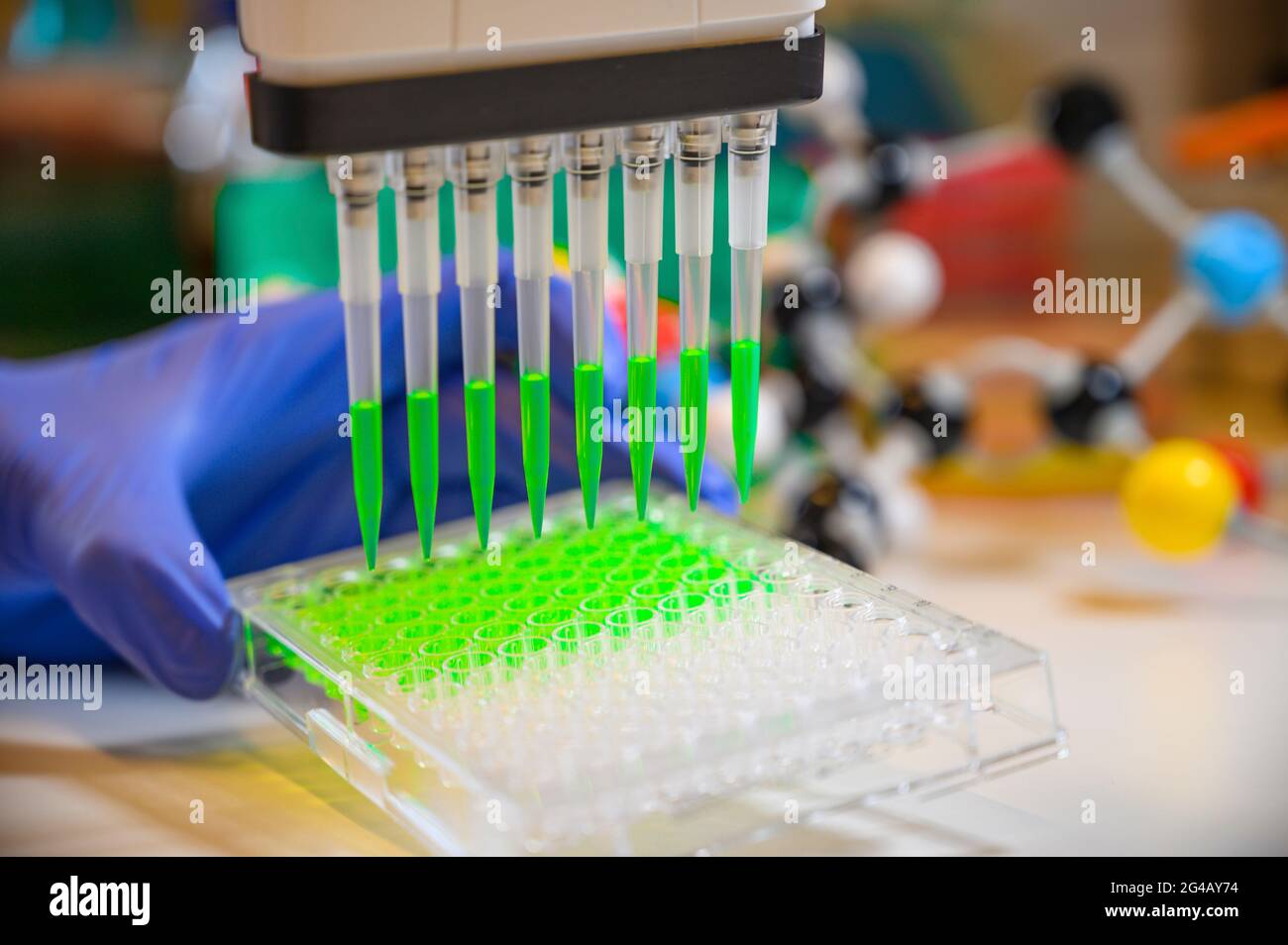 Un scientifique tenant une pipette multicanaux retirant une solution composée verte avec des pointes en plastique pour la recherche biomédicale avec des composés modèles dans backgrou Banque D'Images