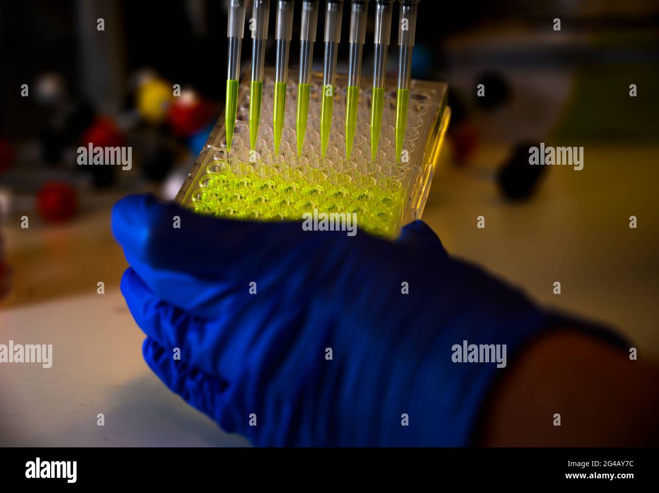 Chercheur tenant une pipette multicanaux retirant une solution composée de fluorophore vert avec des pointes en plastique pour la recherche biomédicale avec un rétrogro brillant Banque D'Images