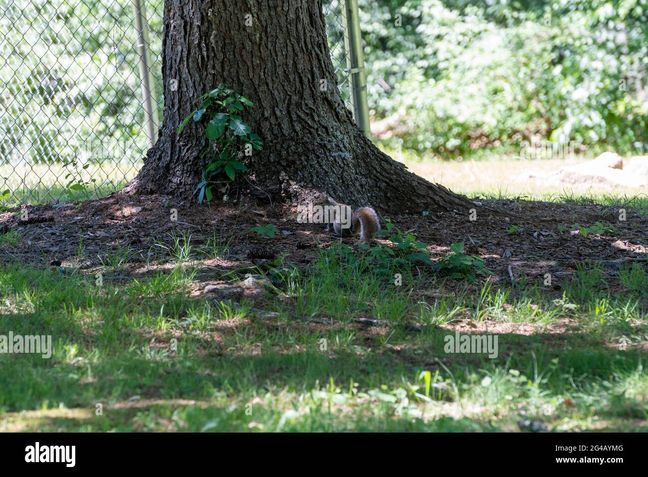 Écureuil gris de l'est à la base d'un arbre Banque D'Images