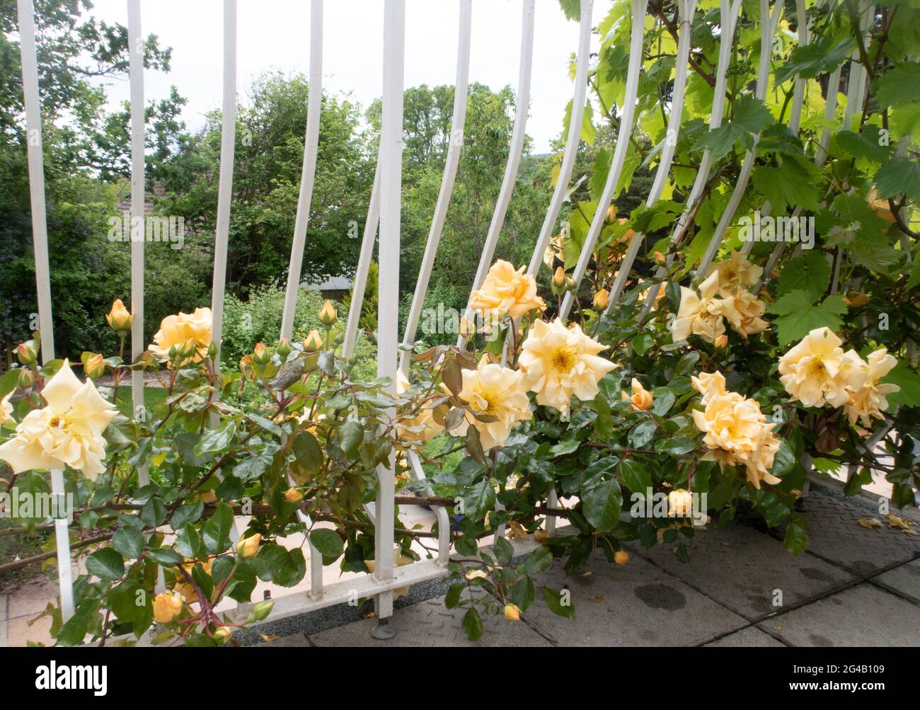 Rose rambling Emily Gray, une variété semi-verte à fleurs jaunes grimpant sur des rails de balcon à Devon, Angleterre, Royaume-Uni Banque D'Images