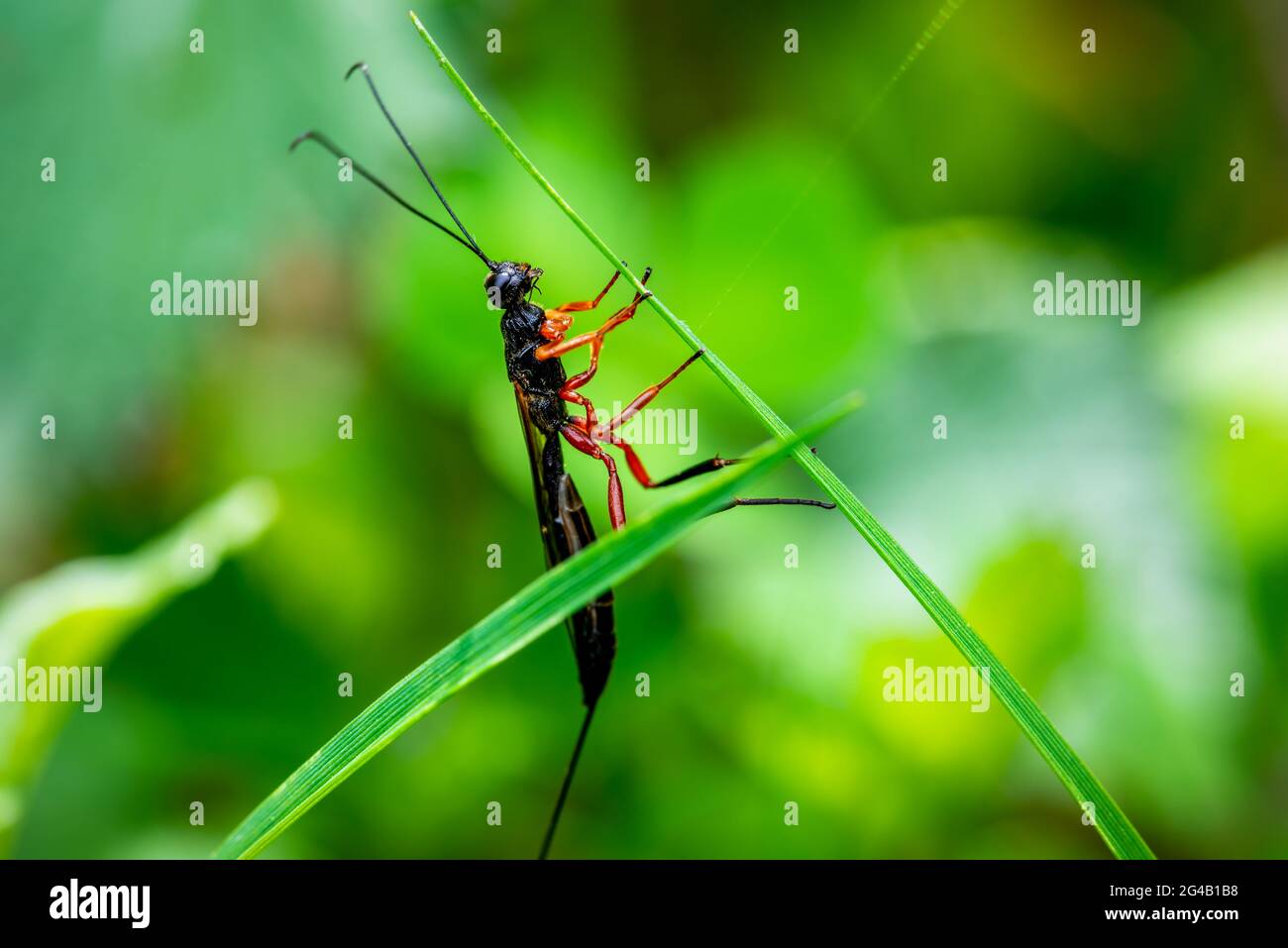 Photo en gros plan d'un insecte fourmis débarqué sur une herbe, d'un insecte fourmis sur fond vert Banque D'Images