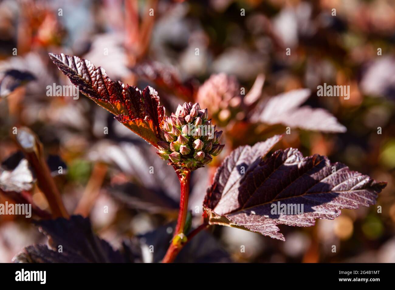 jeunes feuilles brillantes d'une plante bladdermoort sur un chaud jour d'été ensoleillé Banque D'Images