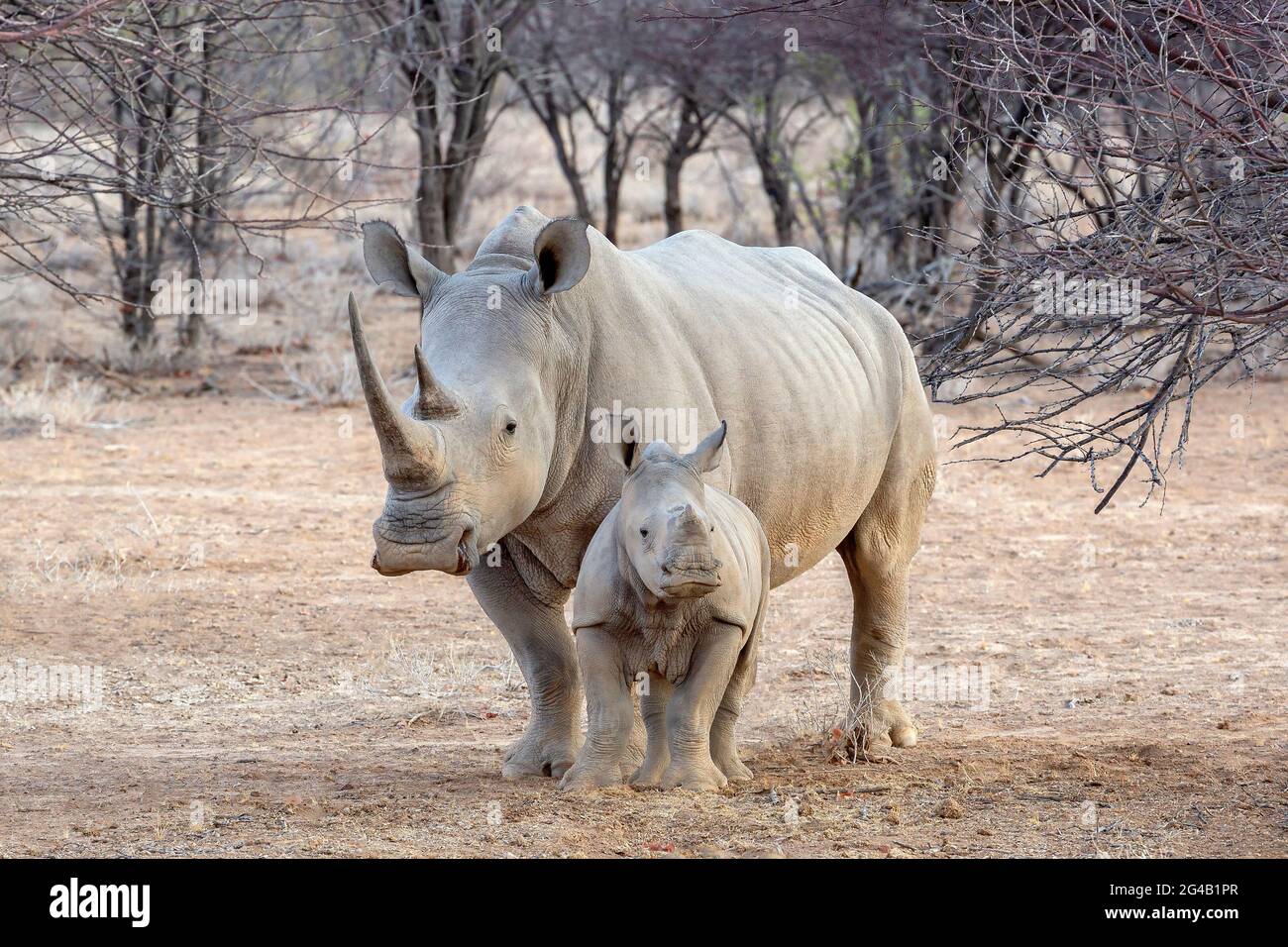 Rhinocéros blancs avec son bébé en Namibie, en Afrique Banque D'Images
