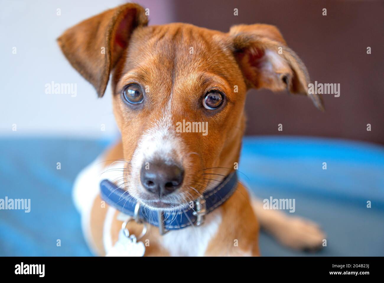 Chiot de race mixte portant un col bleu Banque D'Images