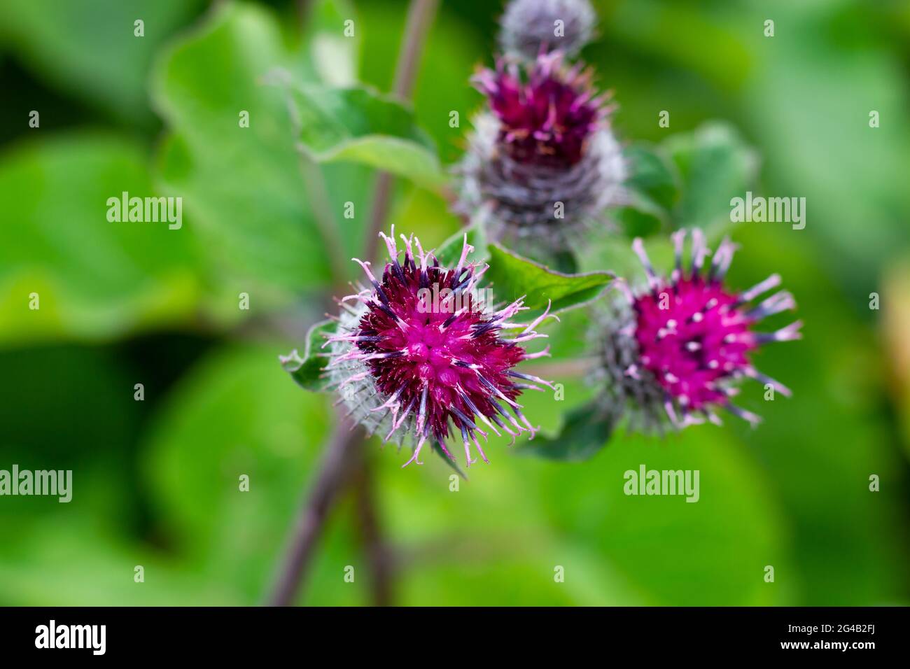 terrier de la famille des astrocytes avec de jeunes bourgeons fleuris sur fond de verdure lors d'une journée ensoleillée d'été. dans la prairie Banque D'Images