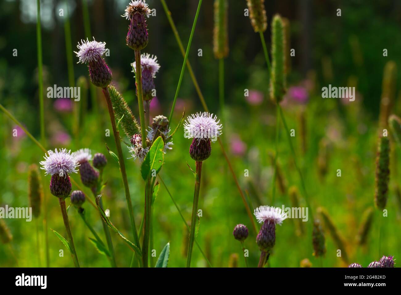 terrier de la famille des astrocytes avec de jeunes bourgeons fleuris sur fond de verdure lors d'une journée ensoleillée d'été. dans la prairie Banque D'Images