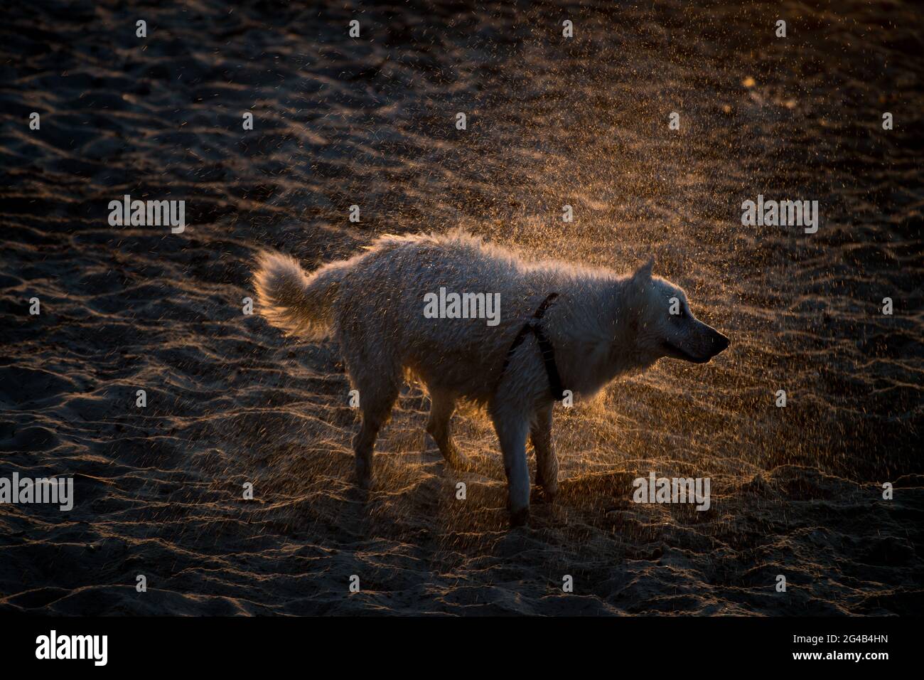 Chien secouant de l'eau sur la plage de Gdansk. 17 juin 2021 © Wojciech Strozyk / Alamy stock photo Banque D'Images