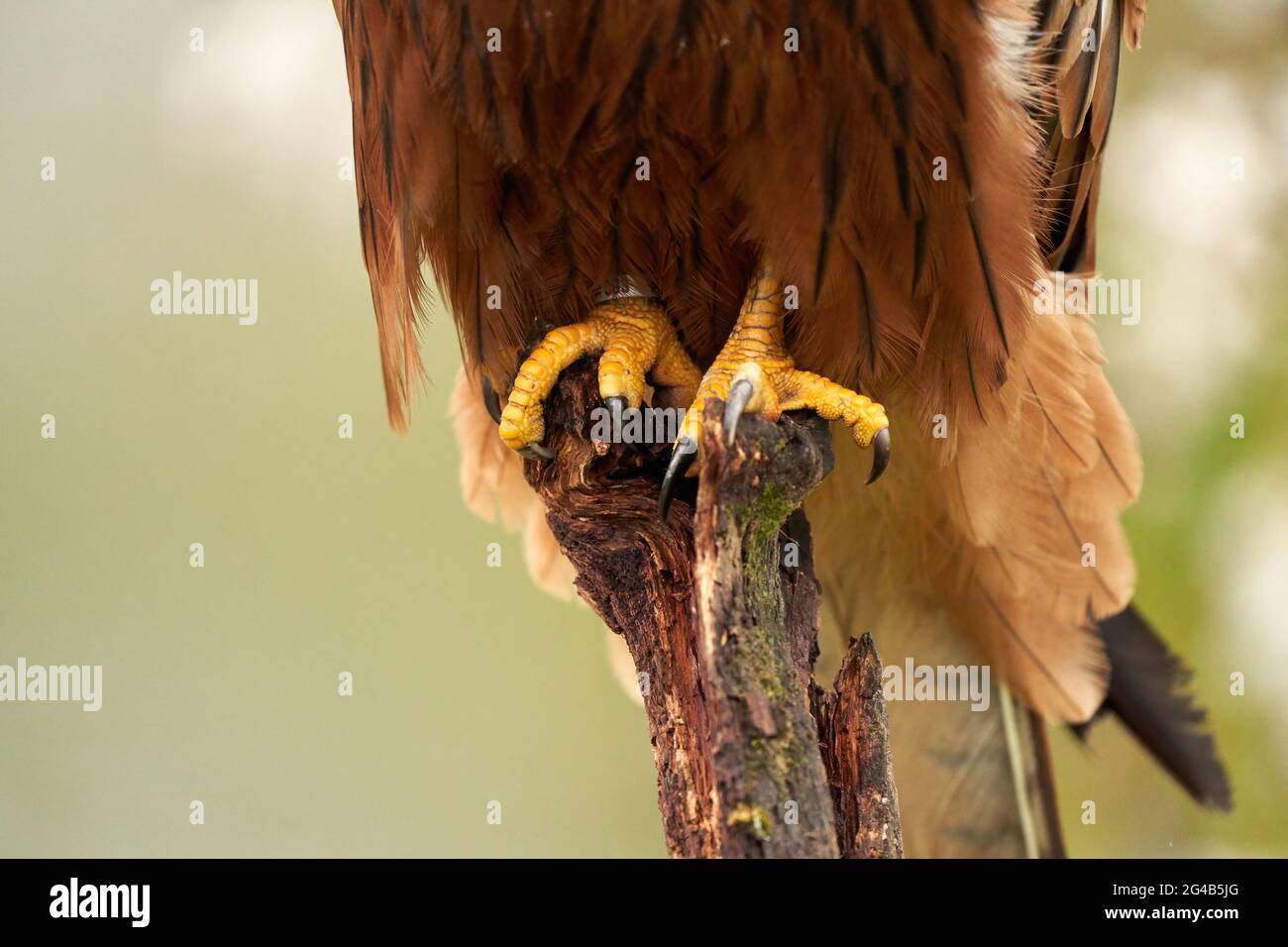 Gros plan sur les pattes jaunes d'un cerf-volant rouge, l'oiseau détaillé des pattes de la proie s'accrochant à une branche d'arbre Banque D'Images