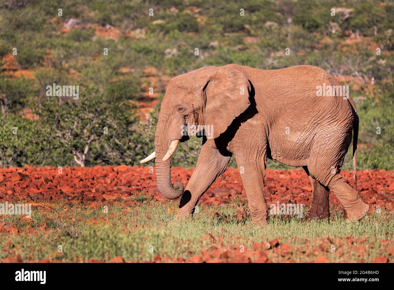 Wüstenelefant im Damaraland, Namibie, (Loxodonta africana) | éléphant de désert au Damaraland, Namibie, (Loxodonta africana) Banque D'Images