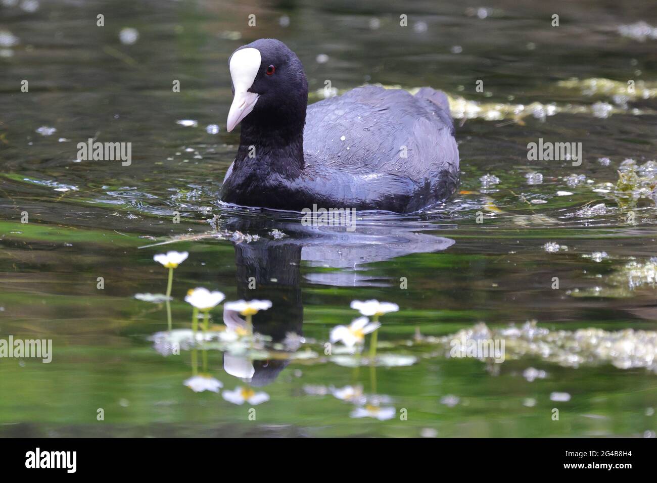 Vous pouvez vous faire un pied sur un étang, l'un des oiseaux indigènes britanniques de Tatton, dans le Cheshire, en Angleterre Banque D'Images