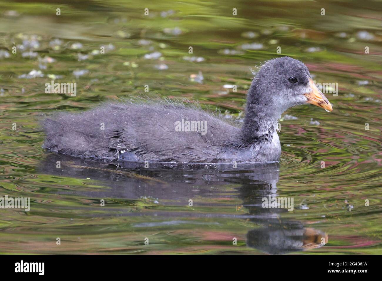 Jeune Craot sur un étang, l'un des oiseaux indigènes britanniques à Tatton dans Cheshire Angleterre Banque D'Images