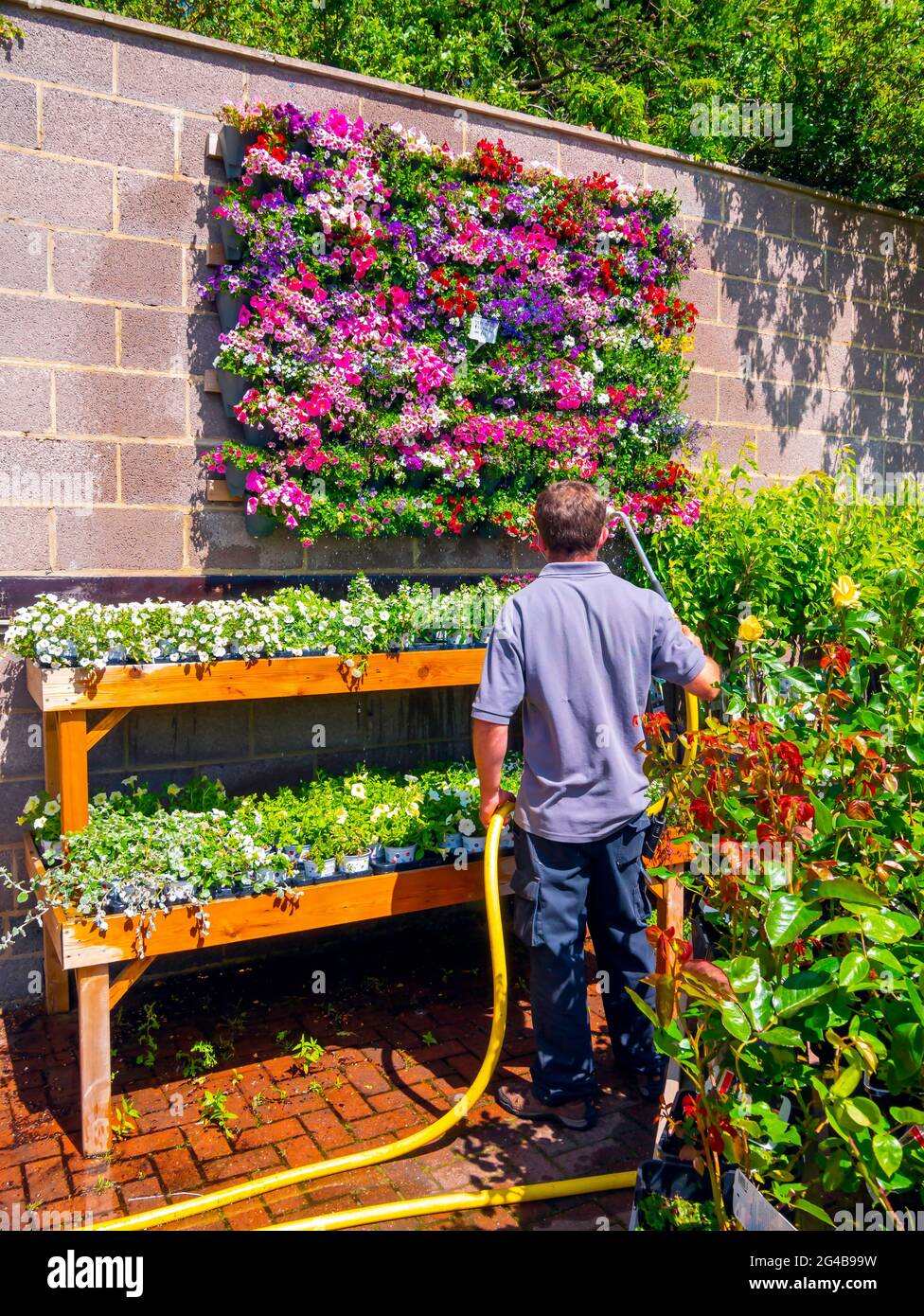 Garden Centre homme personnel arroser les plantes sur un mur exposé sud ensoleillé. Banque D'Images