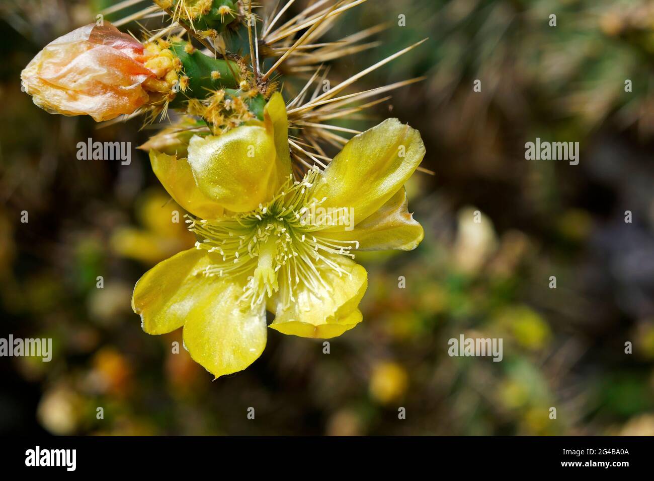 Fleur de cactus jaune sur le jardin du désert Banque D'Images