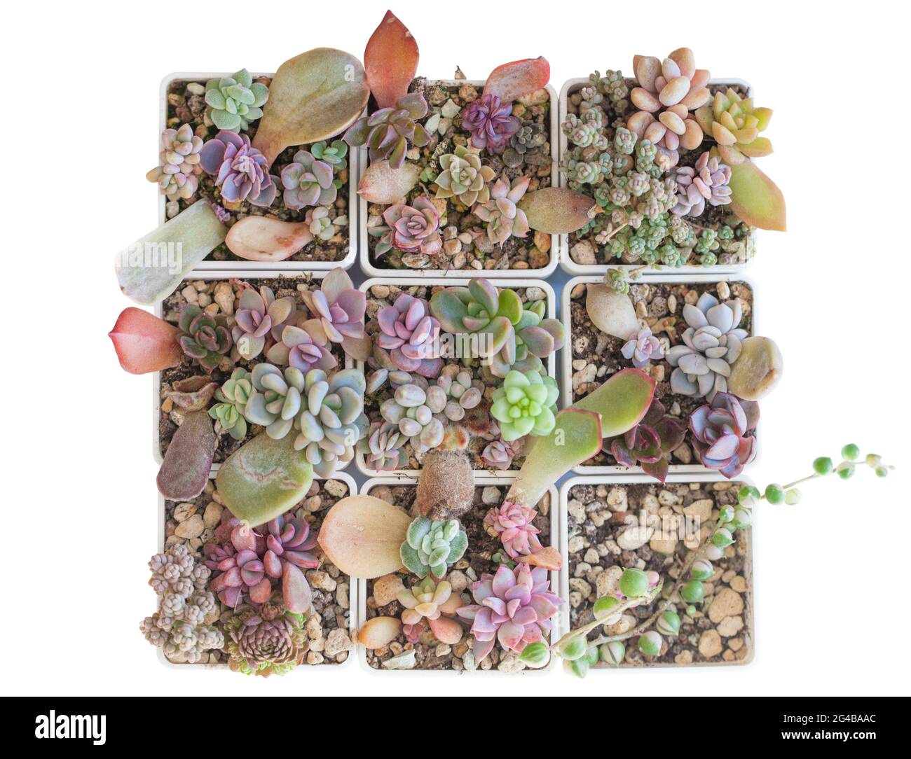 Propagation réussie. Petites plantes succulentes et feuilles dans des pots, vue de dessus Banque D'Images