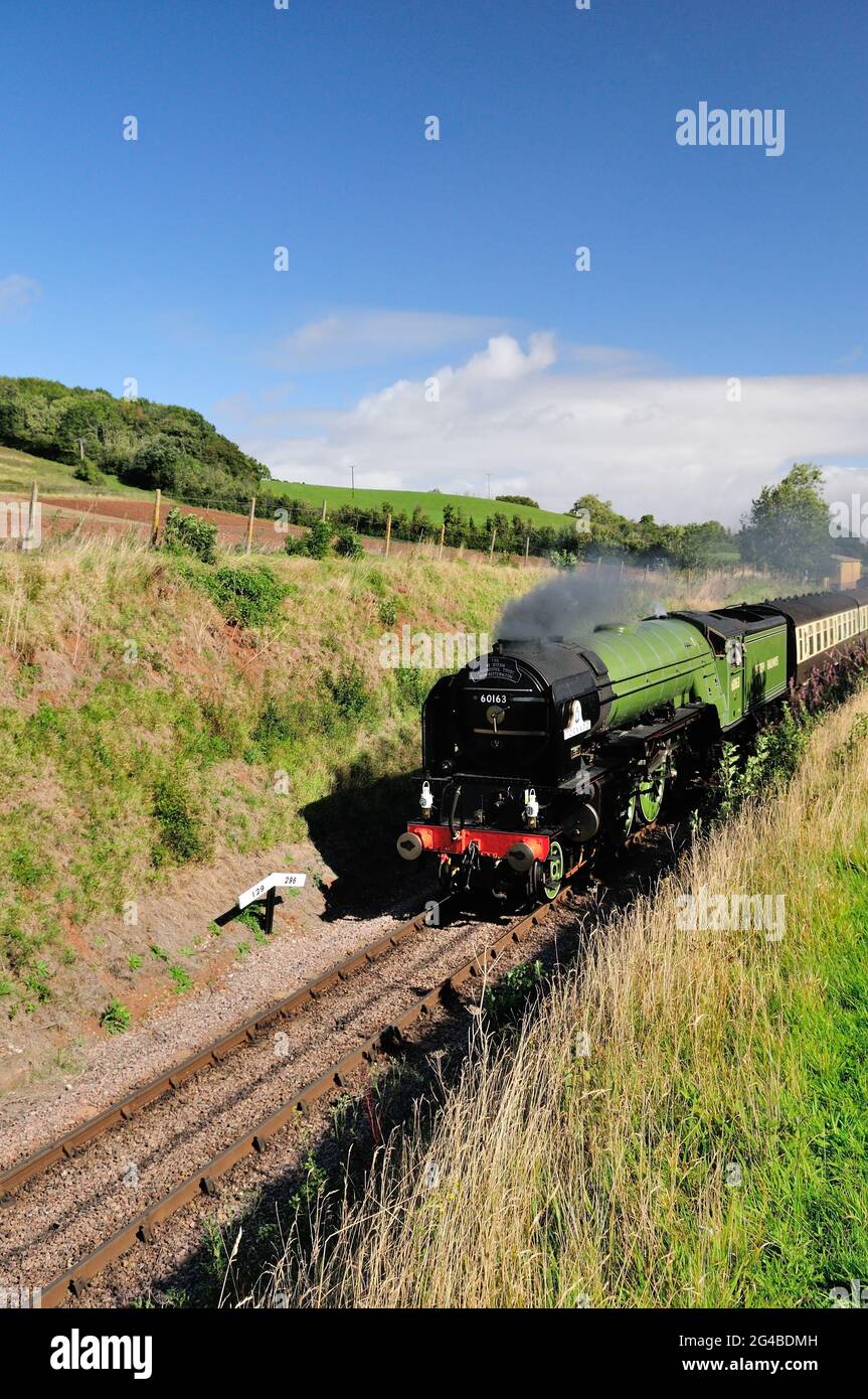 Nouvelle classe A1 pacific No 60163 Tornado passant par Washford sur le chemin de fer West Somerset.15th septembre 2010. Banque D'Images