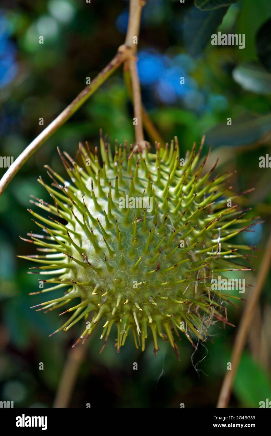 Fruit jaune d'allamanda (Allamanda cathartica) Banque D'Images