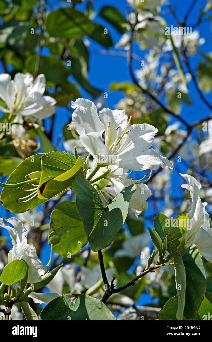 Fleurs d'orchidées blanches (Bauhinia variegata alba) Banque D'Images