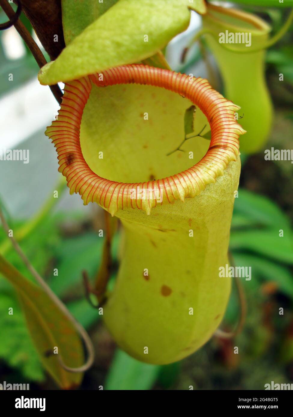 Nepenthes, plante carnivore, plante insectivore, Brésil Banque D'Images