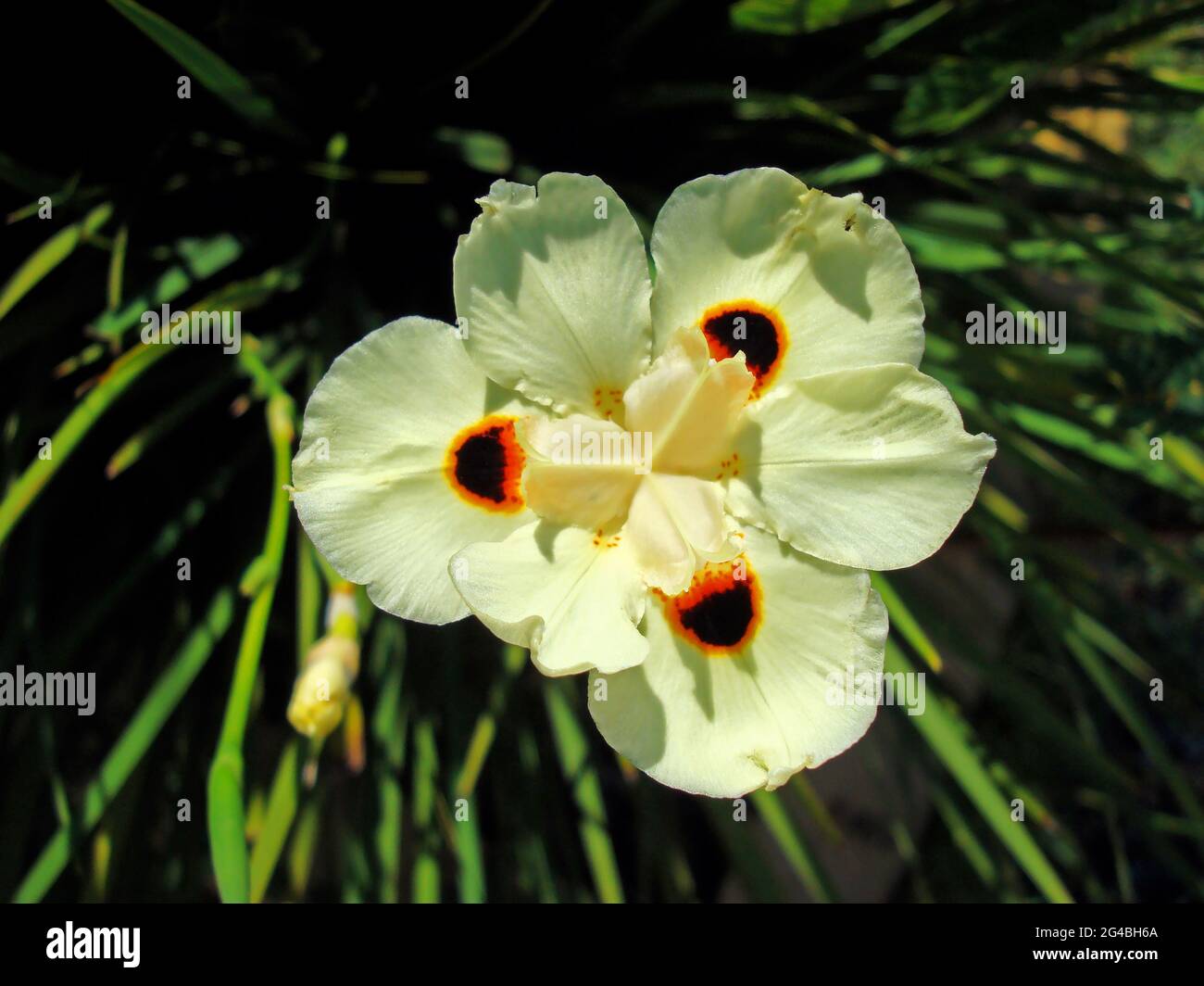 Iris africain ou nénuphar (Dietes bicolor) Banque D'Images