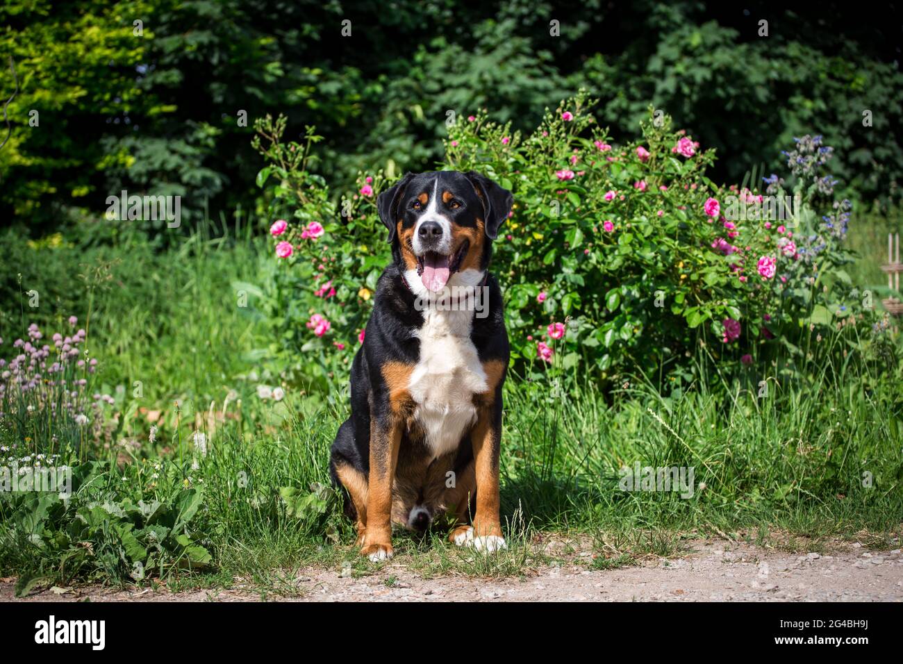 Plus de Swiss Mountain Dog Banque D'Images