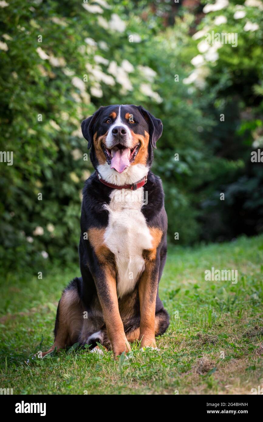 Plus de Swiss Mountain Dog Banque D'Images