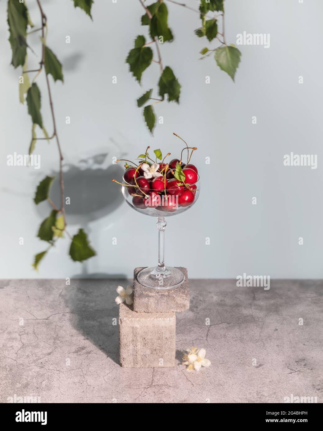 Temps de récolte, saison des cerises. Composition estivale avec un verre rempli de cerises, d'ombre et de branches d'un cerisier. Le concept de nourriture saine Banque D'Images