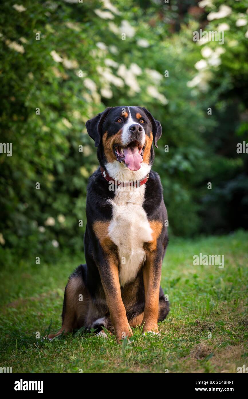 Plus de Swiss Mountain Dog Banque D'Images