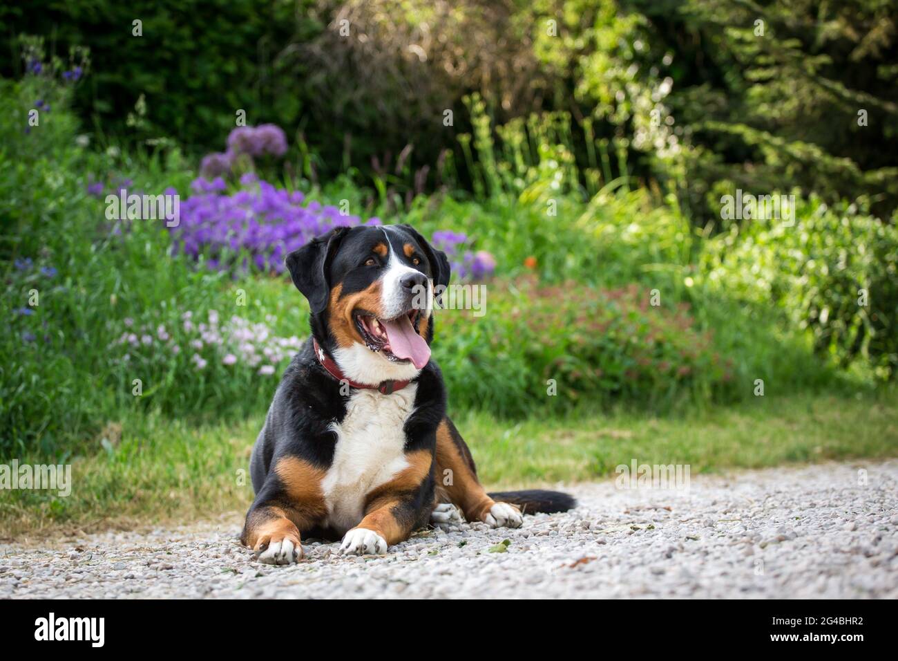Plus de Swiss Mountain Dog Banque D'Images