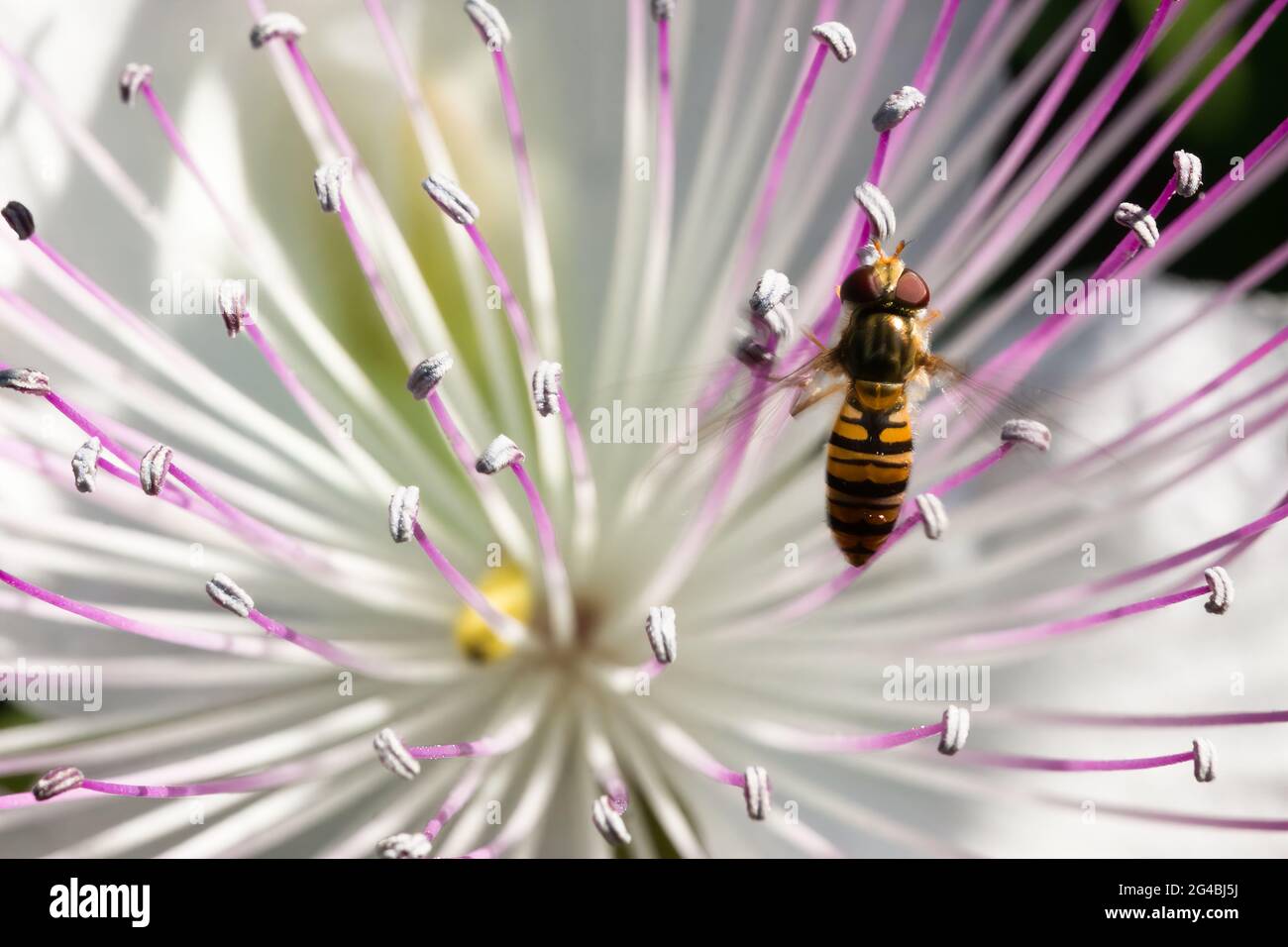 Photographie macro d'un aéroglisseur à ceinture (Syrphidae) sur une fleur de caper Banque D'Images