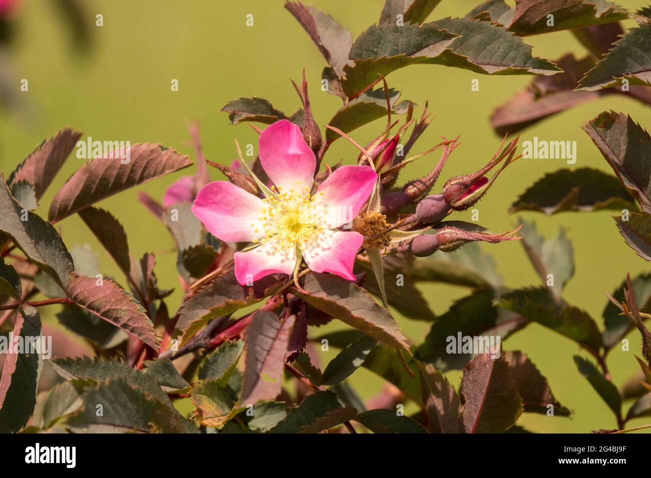 Fleur de glauca Rosa « Rubrifolia » Banque D'Images
