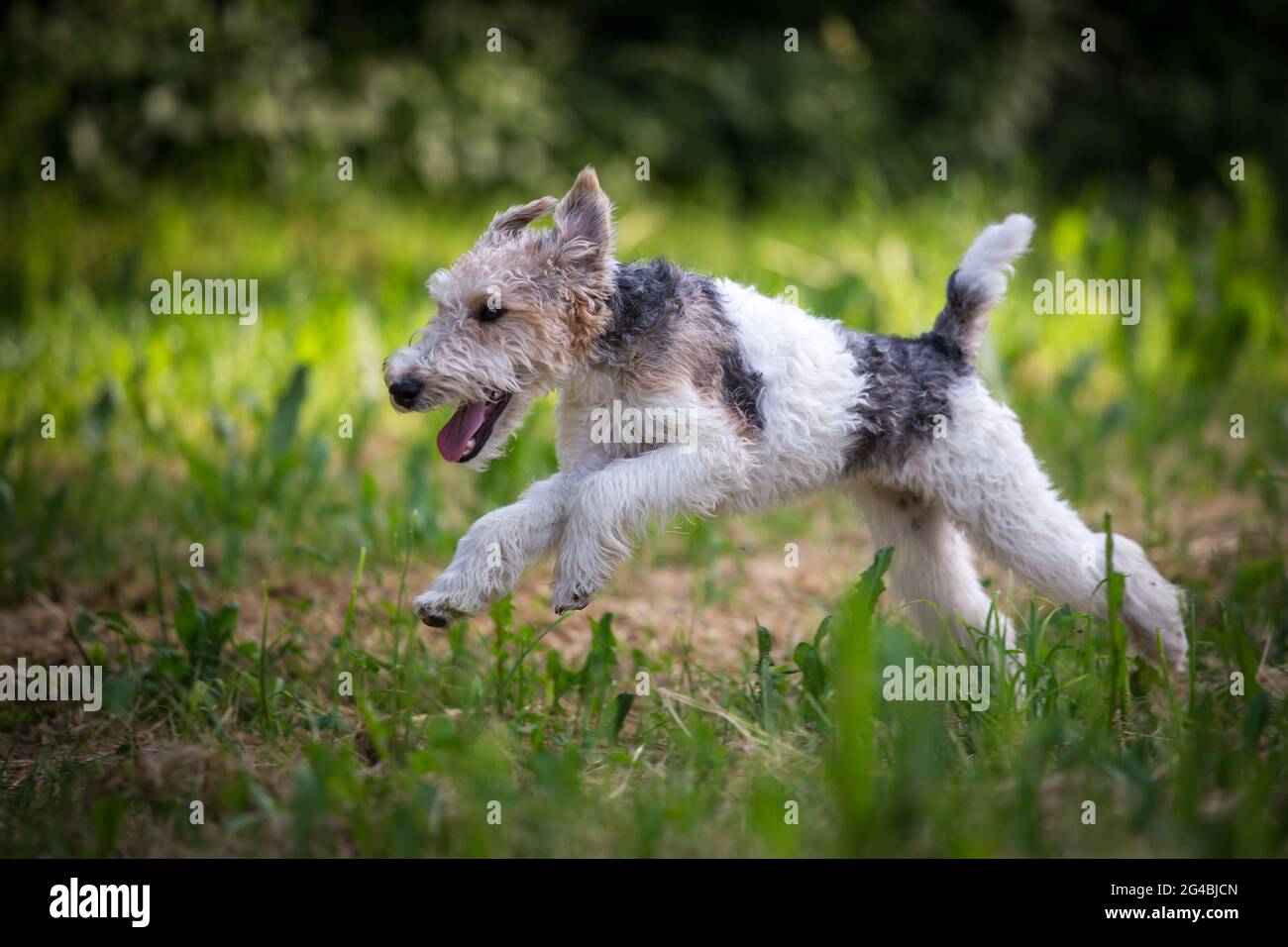 Fox terrier dog running Banque de photographies et d'images à haute  résolution - Alamy