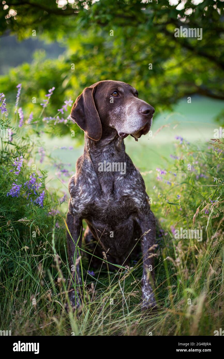 Deutsch Kurzhaar (pointeur court allemand) Banque D'Images