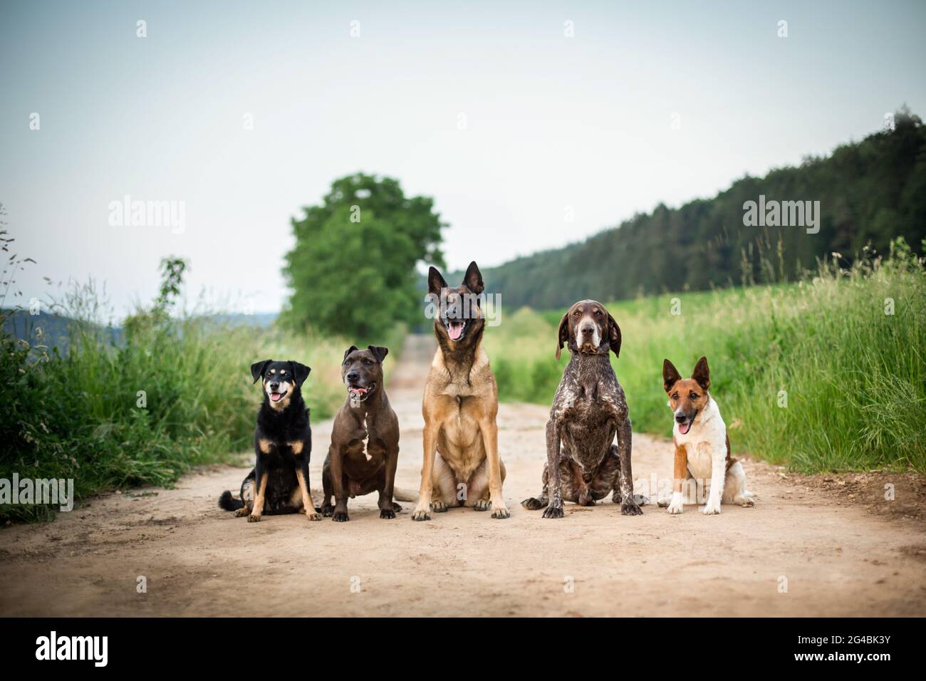 Cinq chiens, Austrian Pinscher, Pit Bull Mix, Malinois, pointeur court allemand, Foxterrier Banque D'Images