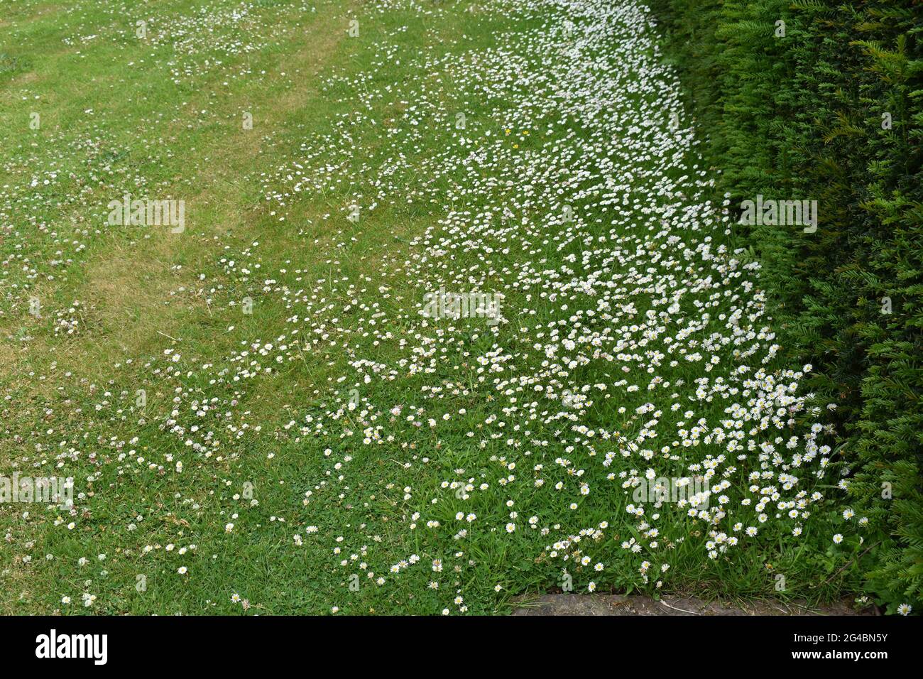 Daisy Lawn Banque D'Images