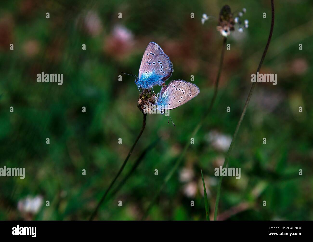 Papillons sur la fleur Banque D'Images