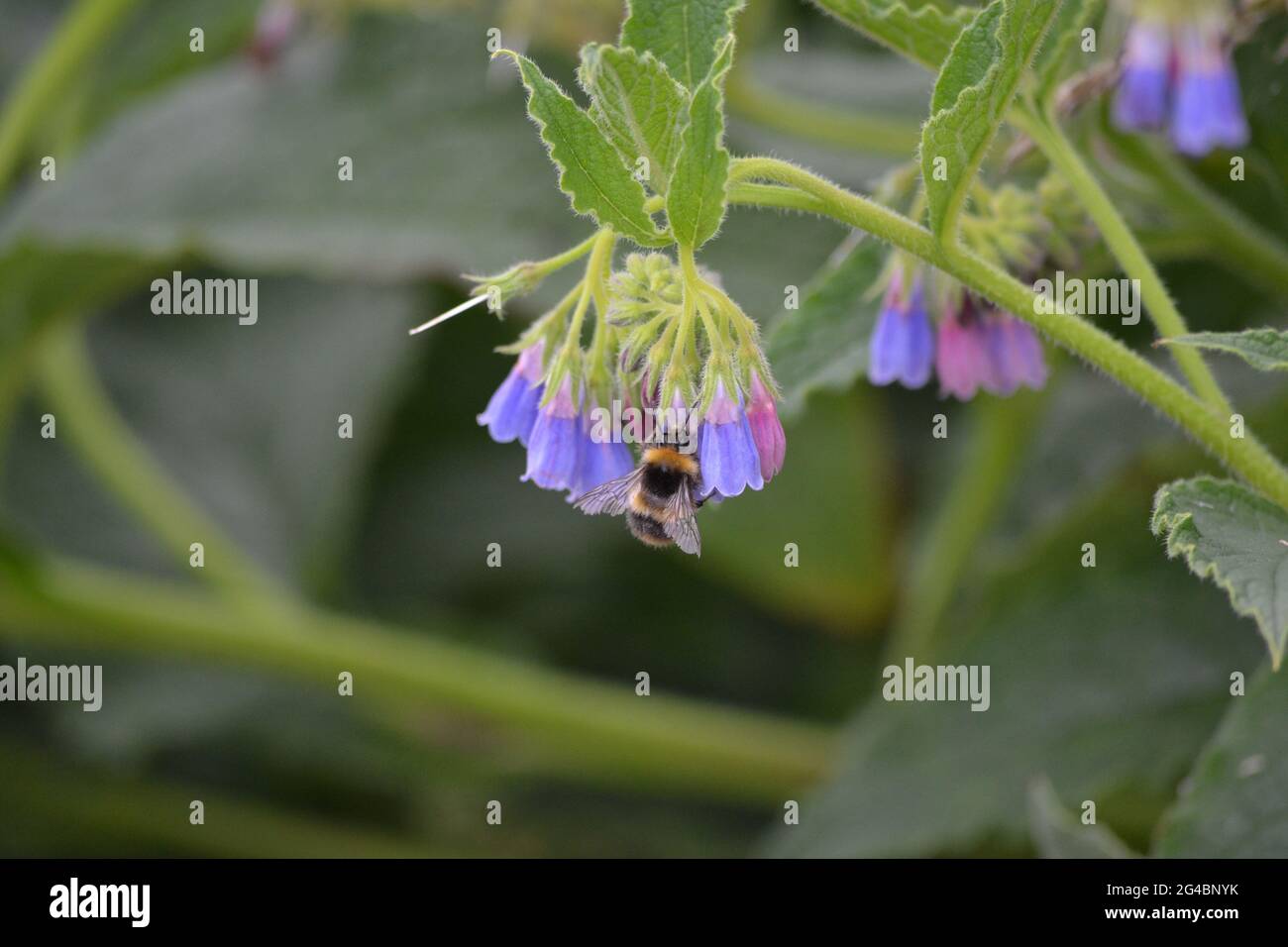 Comfrey, Symphytum officinale, visité par une abeille. Banque D'Images