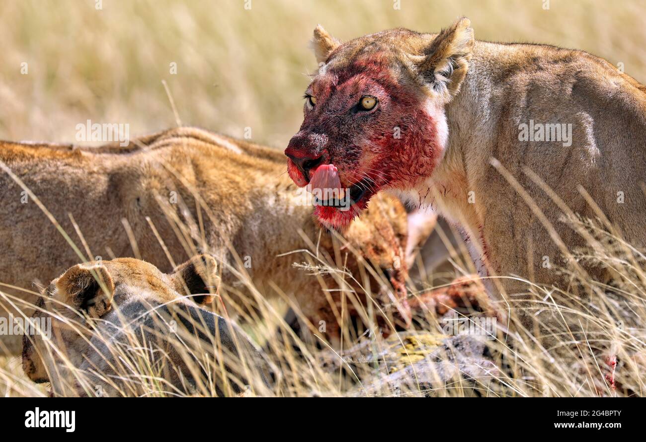 Lioness avec un visage sanglant, Parc national d'Etosha, Namibie, (Panthera Banque D'Images