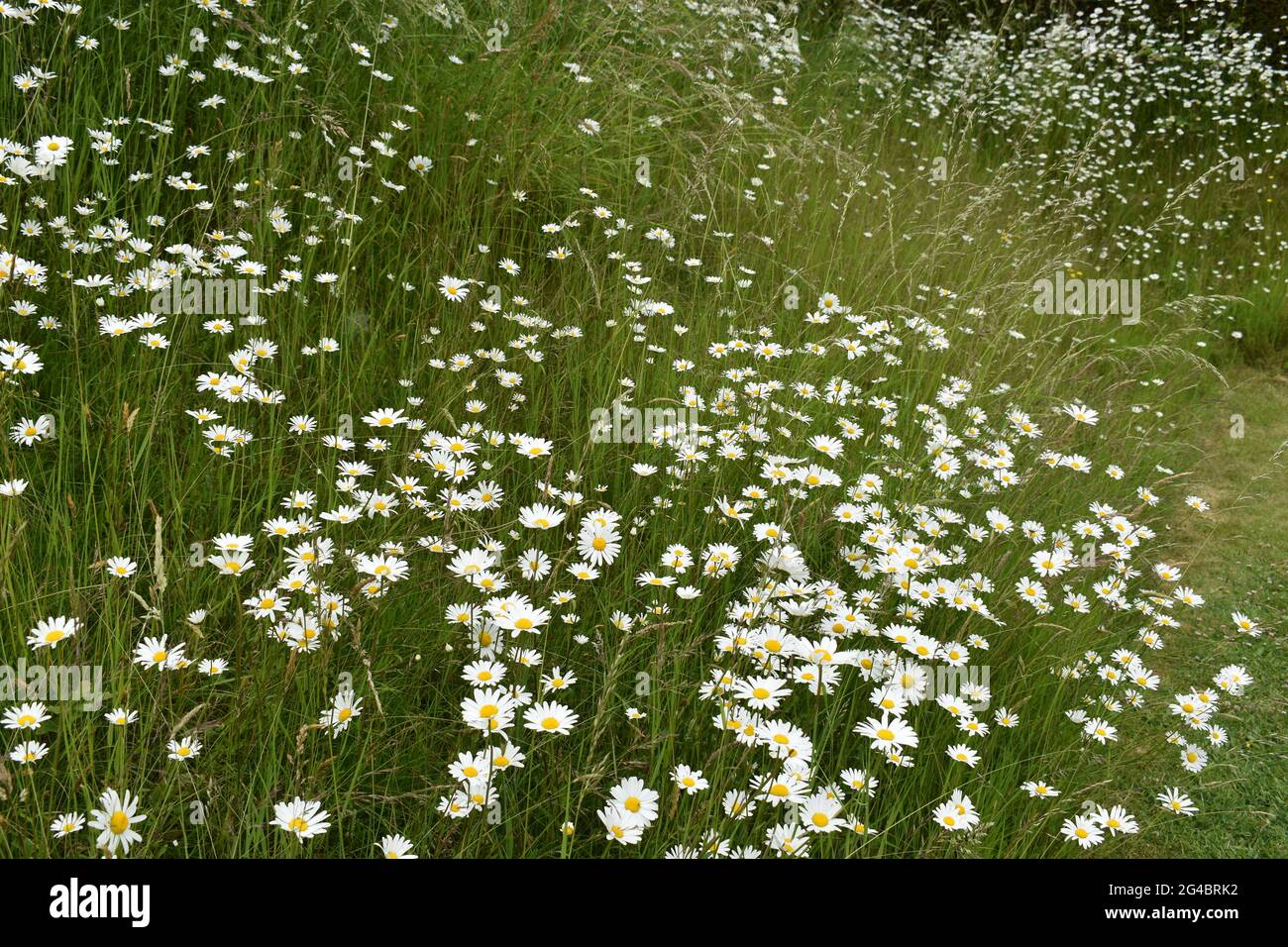 Ombre à fleurs géante Banque D'Images