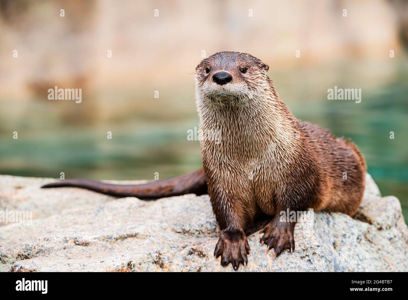 Une loutre de rivière Banque D'Images