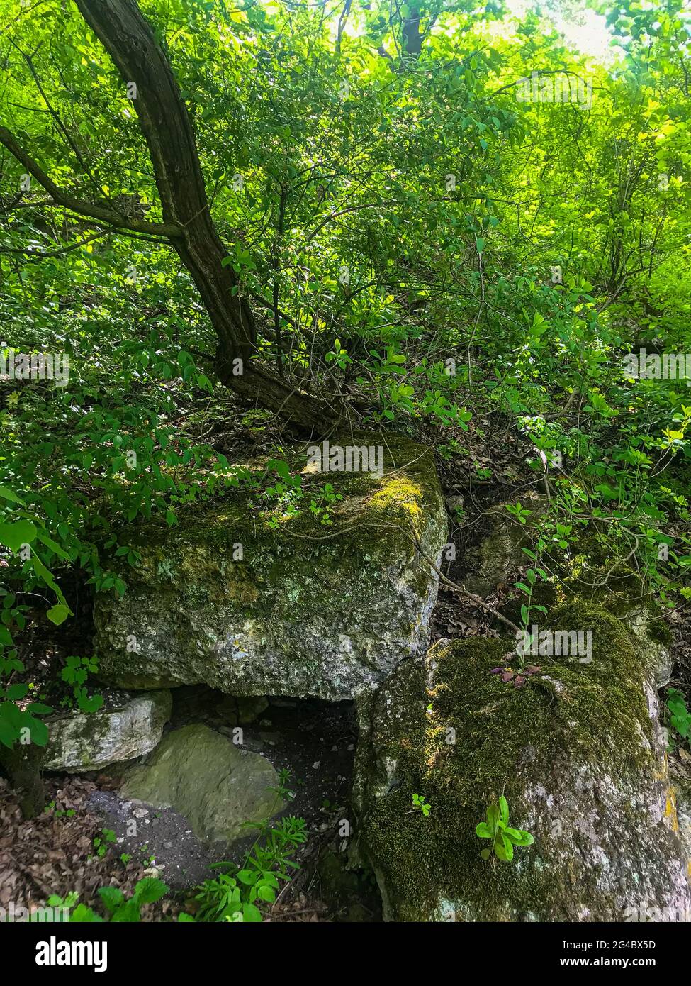 Vieux Orhei. Moldavie. Nature.Butuceni. Des maux verts. Pierre en forêt Banque D'Images