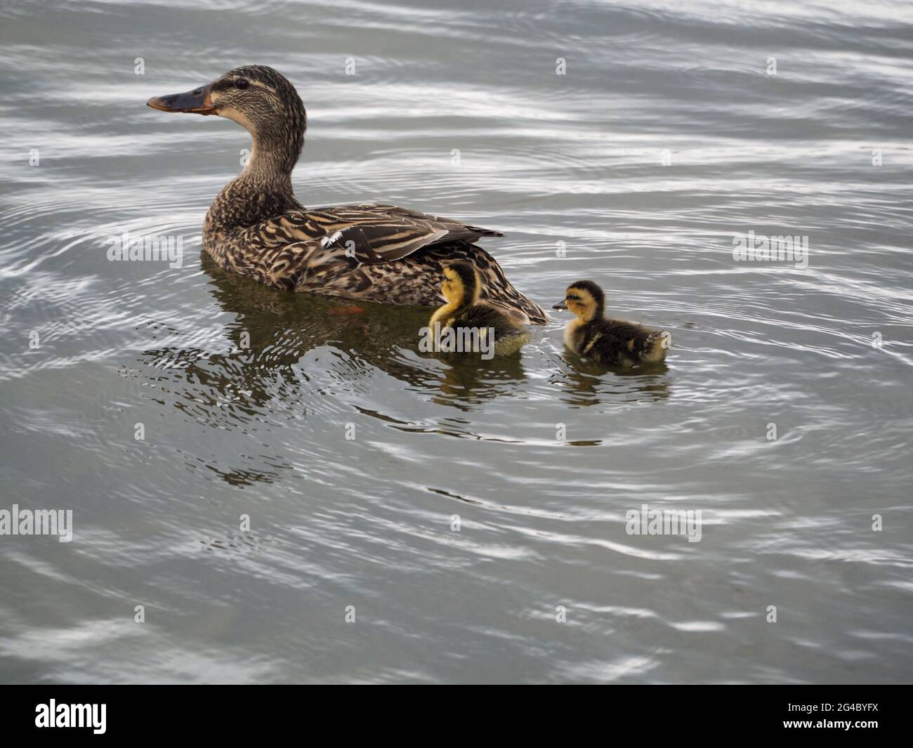 Mère Duck avec deux jeunes Ducks dans le lac Banque D'Images Mère Duck avec deux jeunes Ducks dans le lac Banque D'Images