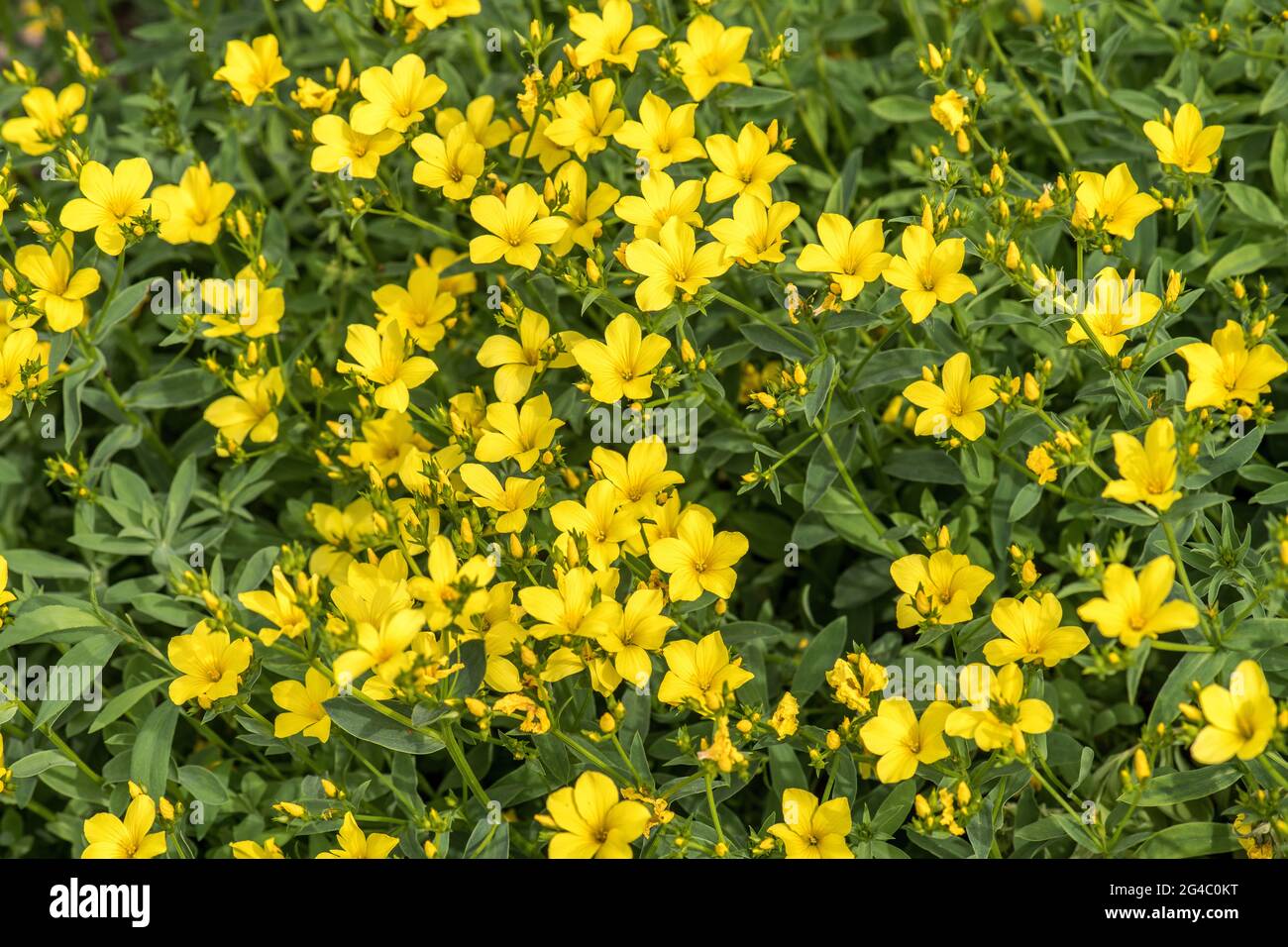 Floraison LINUM FLAVUM L. lin jaune Banque D'Images