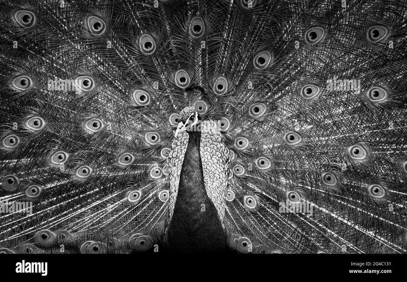 Paon sauvage avec de belles plumes Banque D'Images