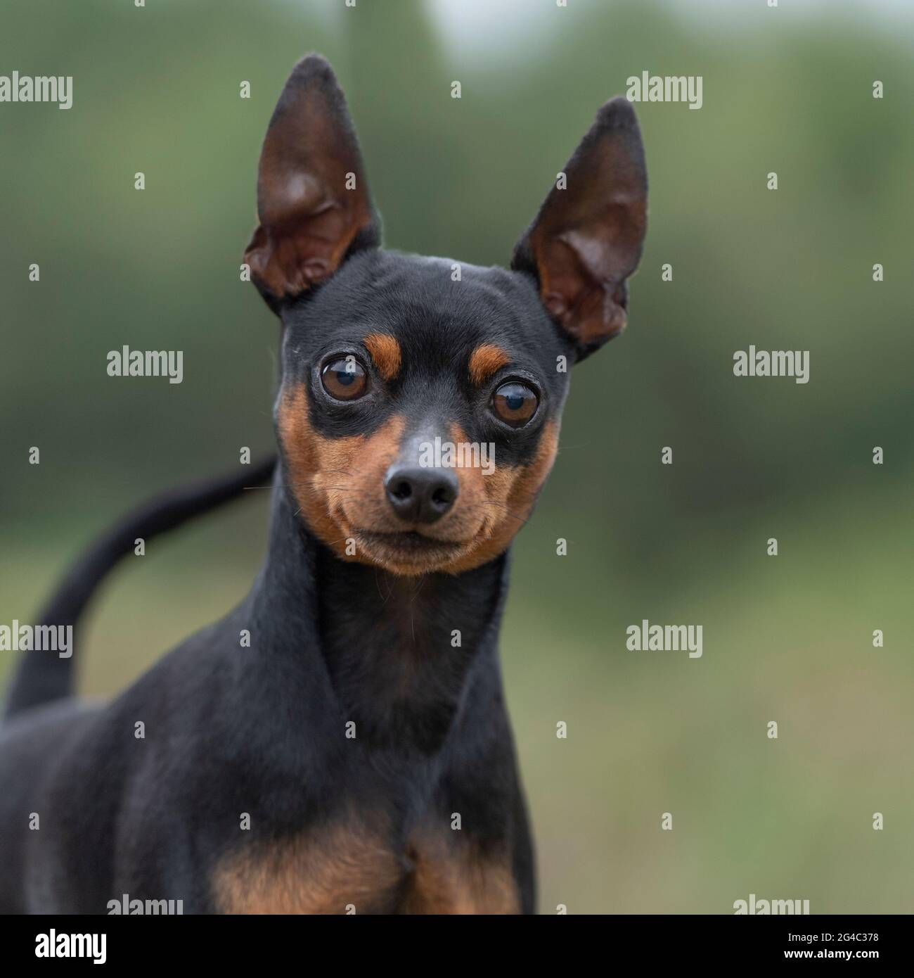 Pinscher Miniature Banque D Image Et Photos Alamy
