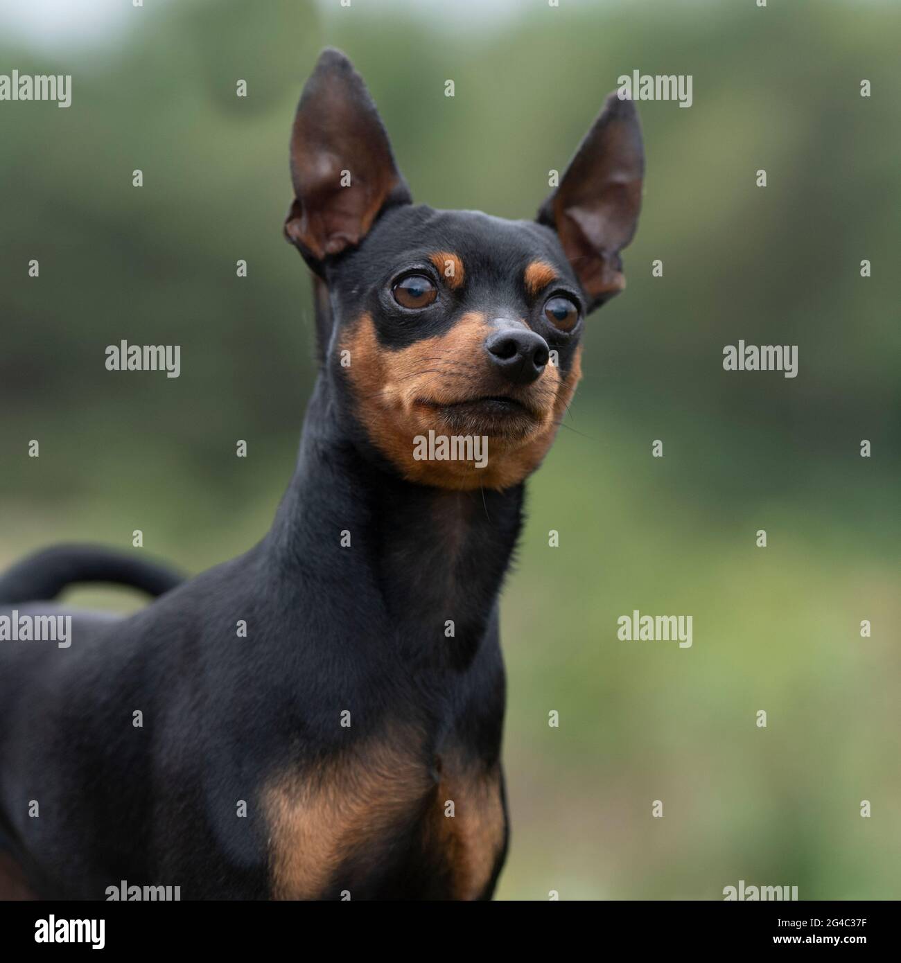 Pinscher Miniature Banque D Image Et Photos Alamy