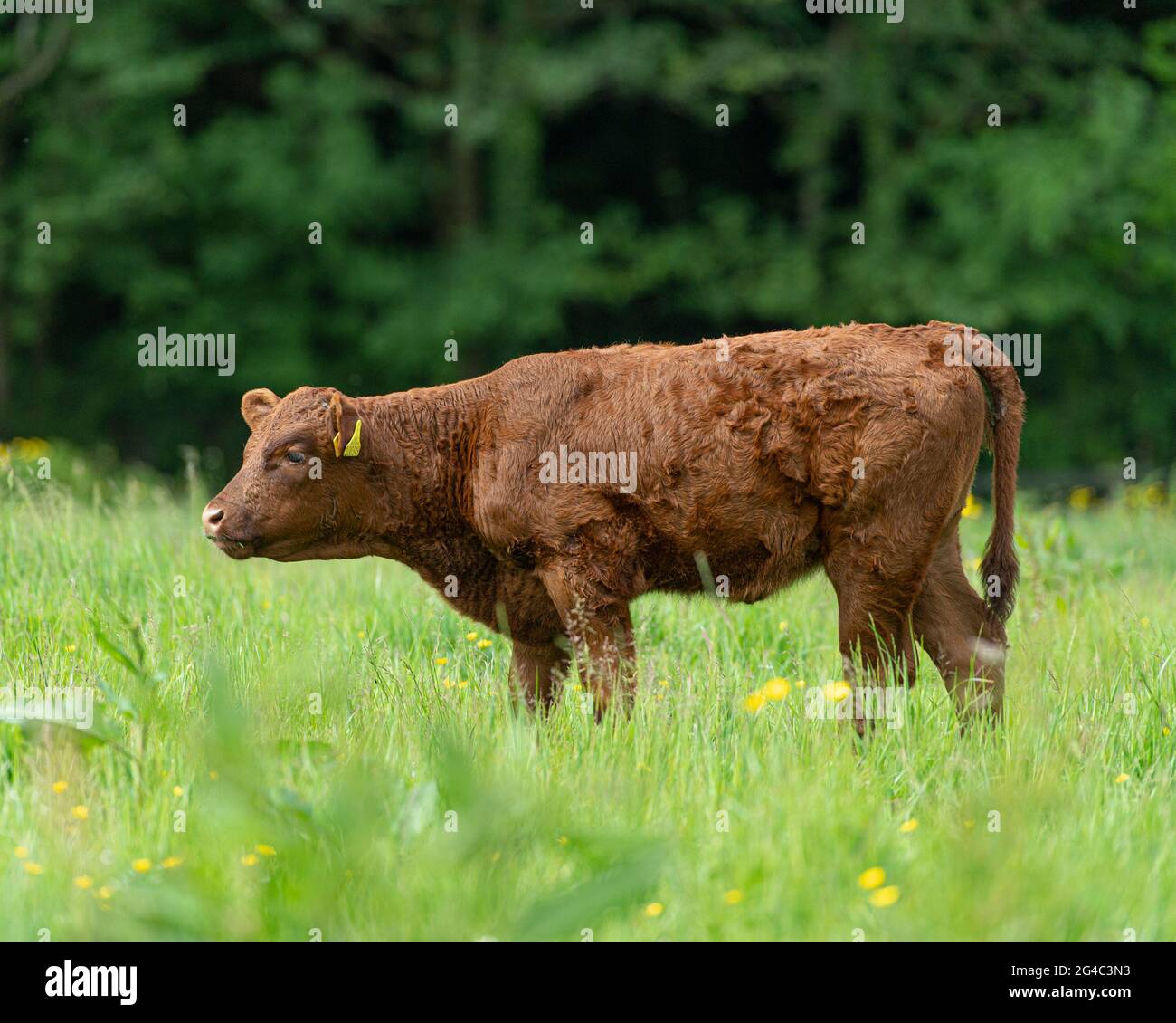Calf. Ruby Devon Banque D'Images