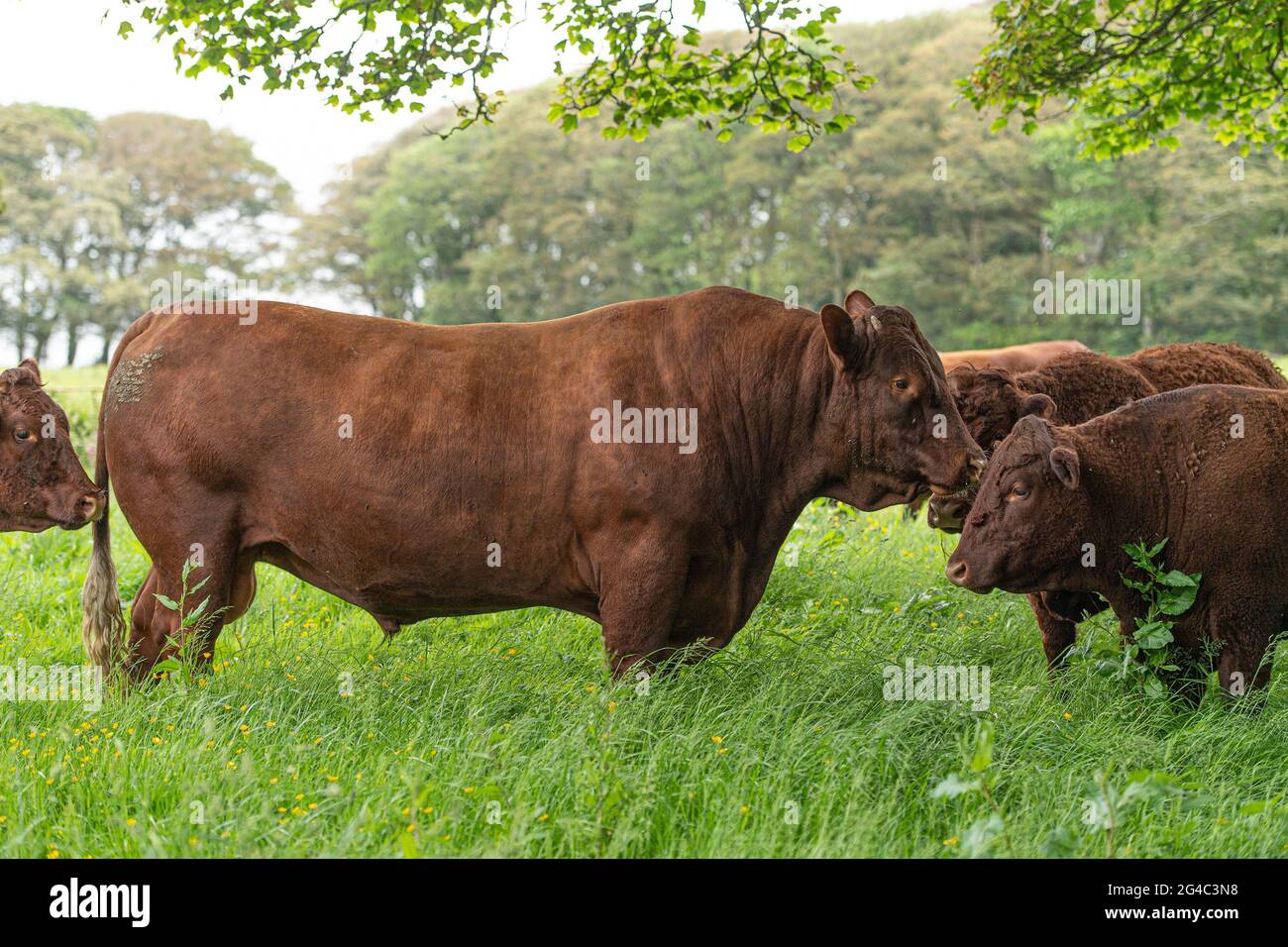 Ruby Devon taureau avec des vaches dans un champ Banque D'Images