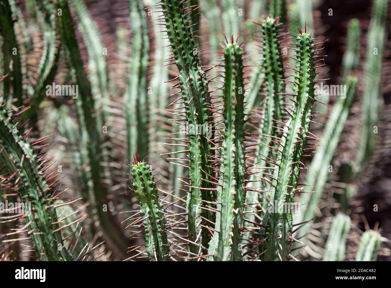 Vue abstraite sur le cactus épineux dans les jardins de Singapour au bord de la baie Banque D'Images